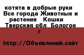 котята в добрые руки - Все города Животные и растения » Кошки   . Тверская обл.,Бологое г.